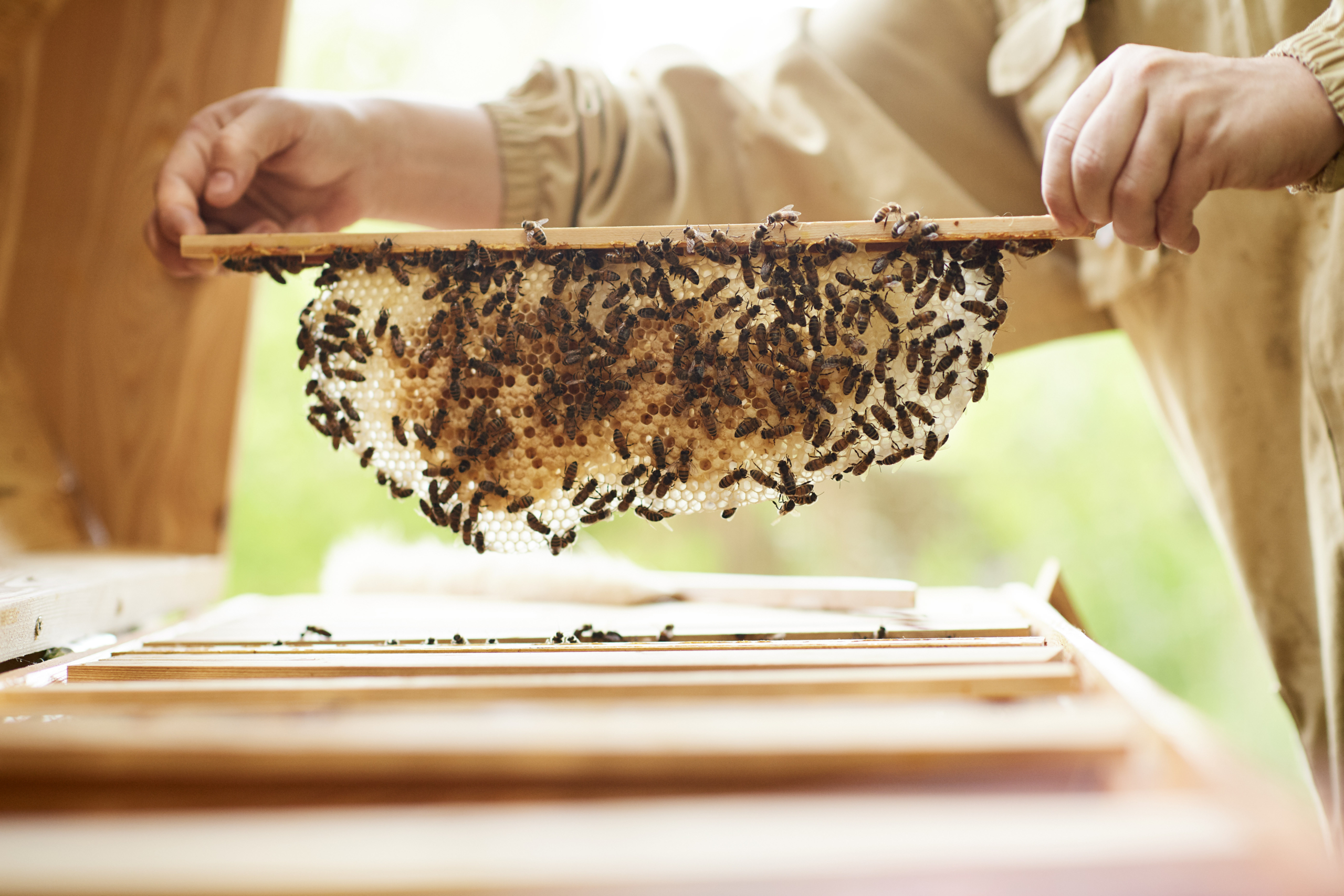 Bee Your Team